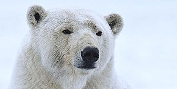 For polar bears, the price of rapid evolution is a weaker skull