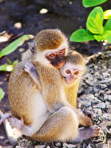 The Monkey Snuggle Market: How Much for a Quick Nuzzle?