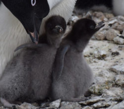 How to Tell a Rock from a Penguin: It’s Harder Than It Sounds