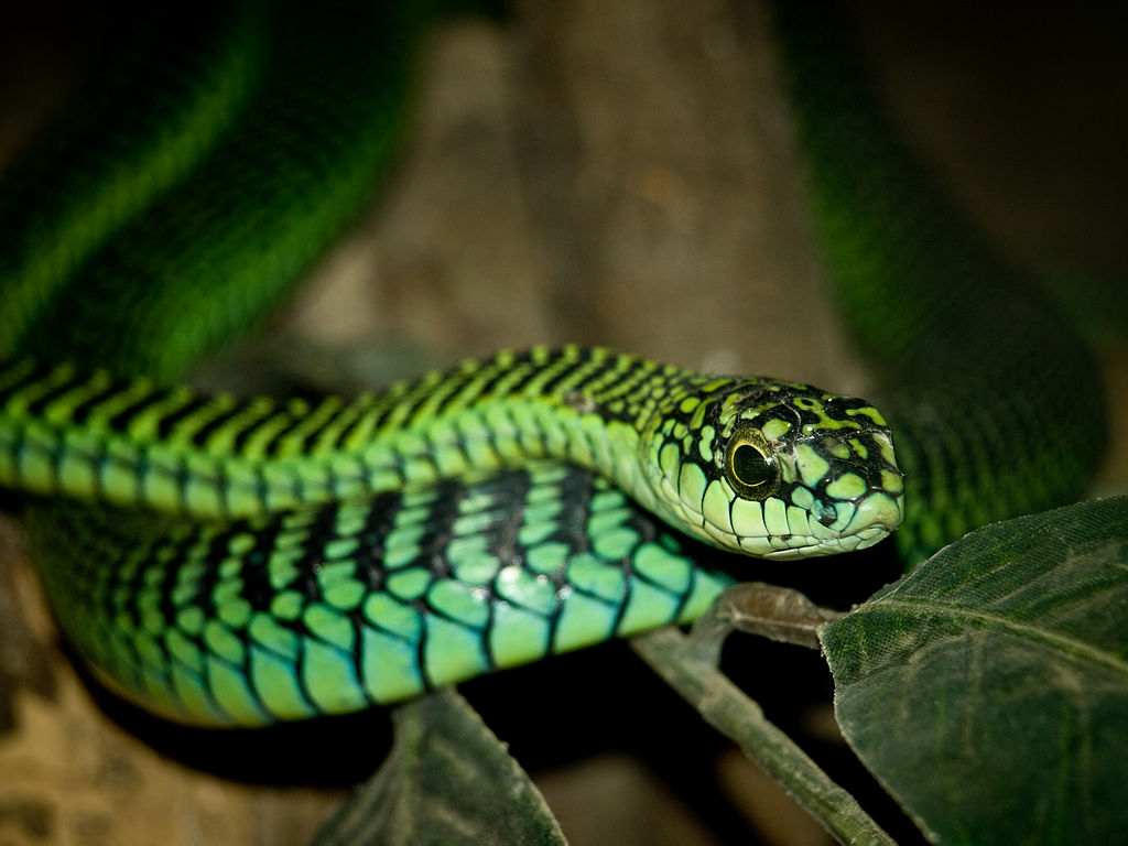 Bite from the past: new study on boomslang venom provides insights into the death of renowned herpetologist Karl Schmidt