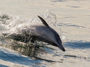 Flashback Friday: Wild dolphins exchange names when they meet at sea.
