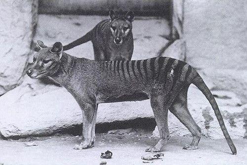 A pair of thylacines before our species offed them all (nice going, humans). Credit: Smithsonian Institutional Archives, 1904.