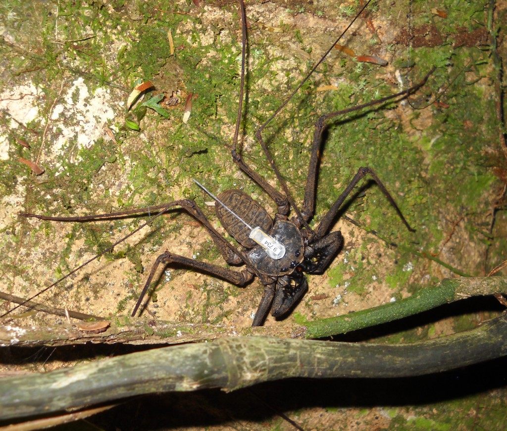 Whip Spiders Use Their Feet to Smell Their Way Home