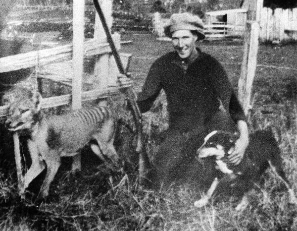 Wilfred Batty of Mawbanna, Tasmania, with the last Tasmanian Tiger known to have been shot in the wild. He shot the tiger in May, 1930 after it was discovered in his hen house. Credit: Wikimedia Commons.