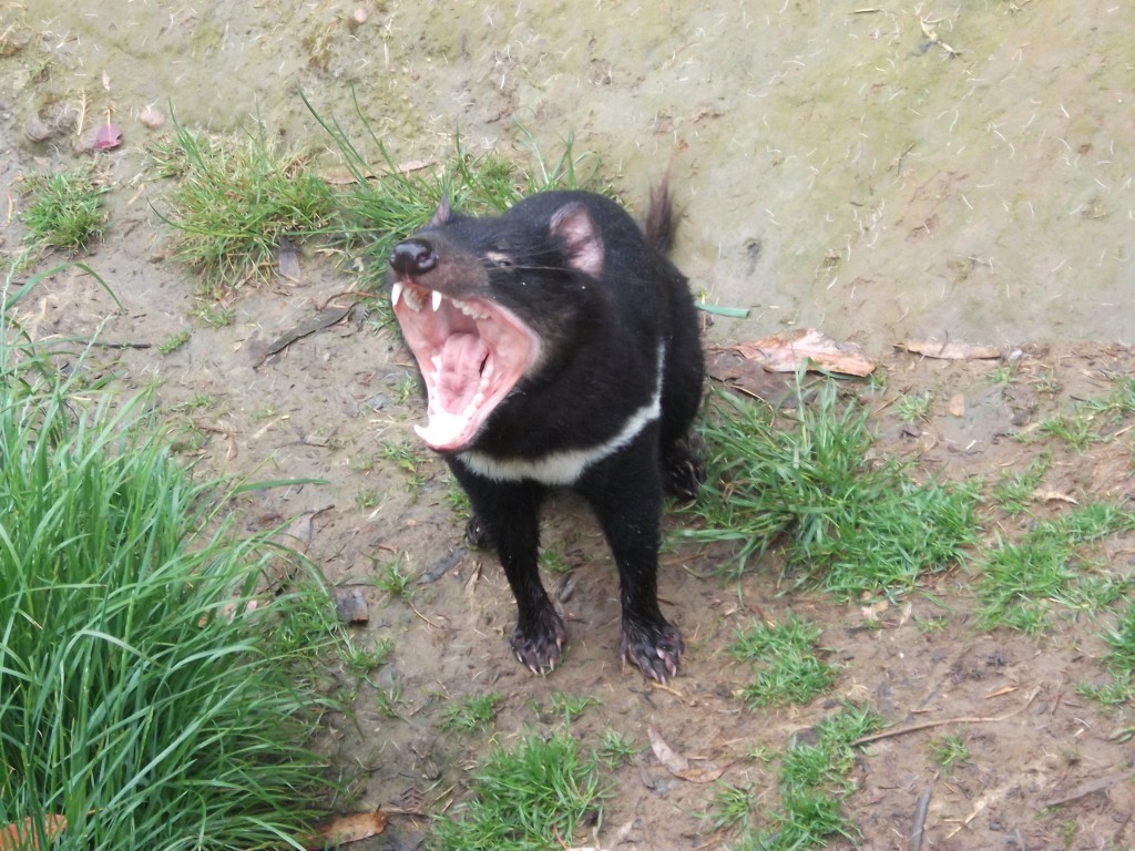 Neville, a member of Sarcophilus harrisii, showing off the impressive range of motion seen in the jaws of both Tasmanian devils and thylacines. Credit: G. Tarlach.