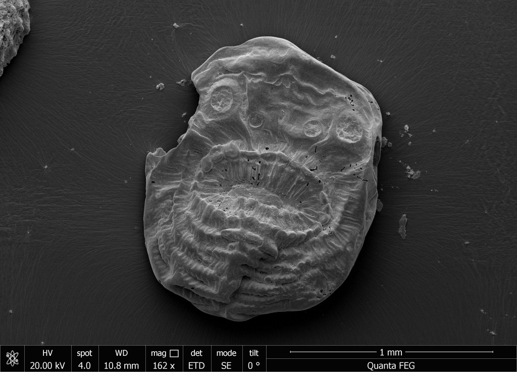 Hey, that's not a Halloween mask run over by a car, that's my ancestor! Viewed with an electron microscrope, our tiny, distant ancestor is no looker. Credit: Jian Han, Northwest University, China.