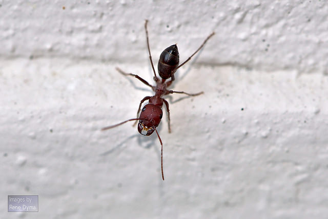 Ants on treadmills…for science!