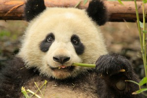 Flashback Friday: Why did the panda's ancestors ditch meat for bamboo?