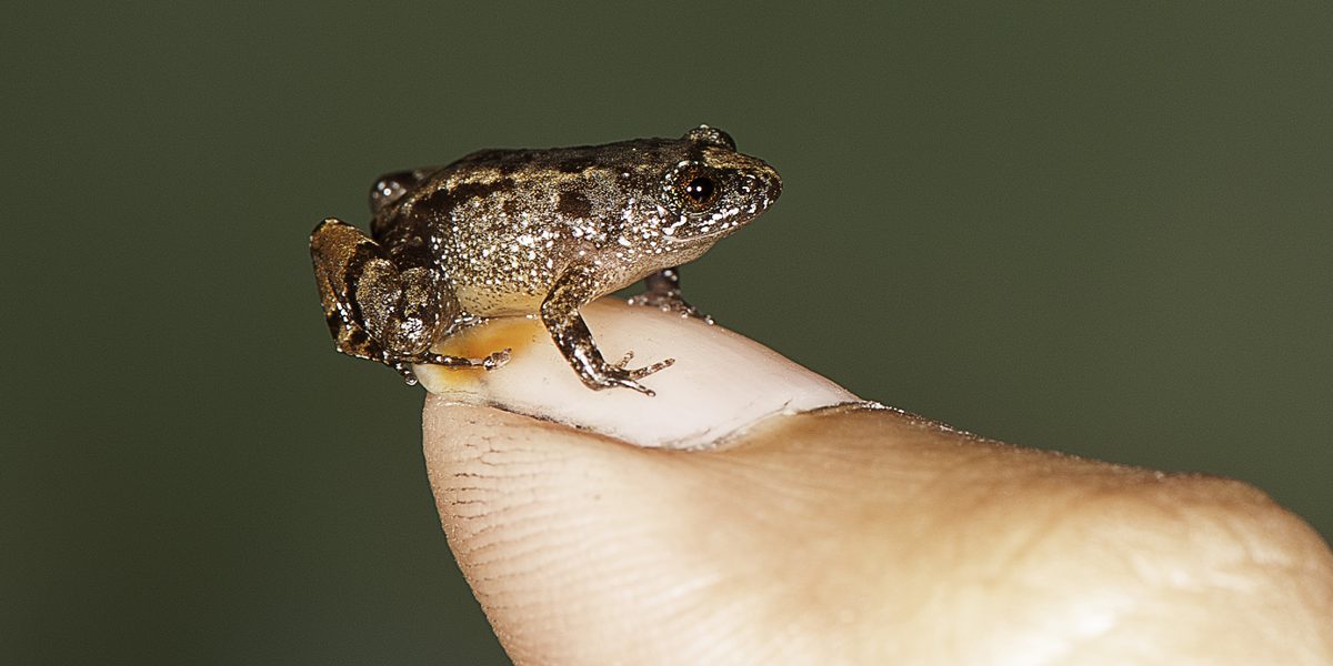 4 Thumbnail-Sized Frog Species Discovered in India