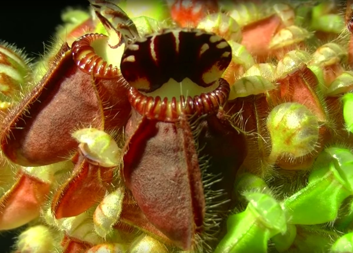 How Pitcher Plants Acquired a Taste for Meat