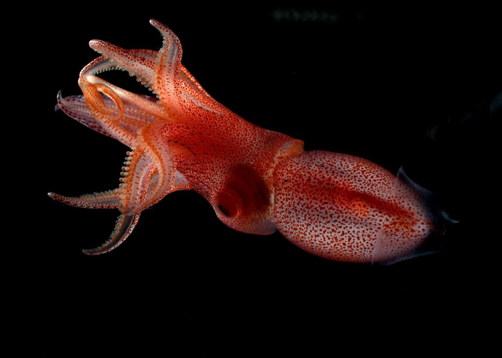 This Squid Gives Better Side-Eye Than You