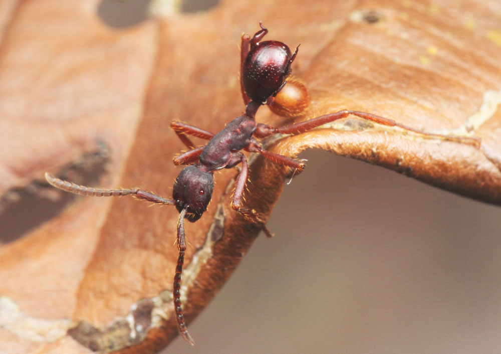 Look Closely, This Ant Is Carrying a Passenger