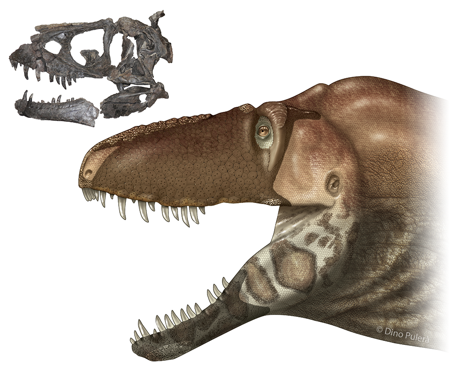 Another look at D. horneri's reconstructed face with its holotype skull in background for comparison. (Illustration courtesy of Dino Pulerà)