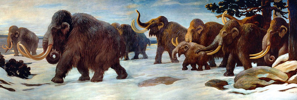 Mammoths are on the march — to their doom! — in this famous mural from the American Museum of Natural History in New York. Credit: someone.