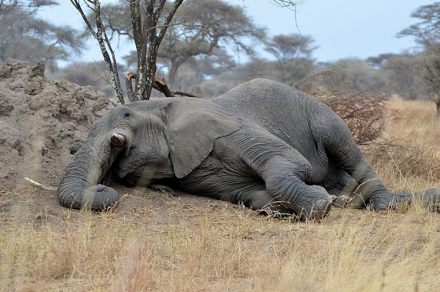 An Elephant Never Forgets…to Be Awake