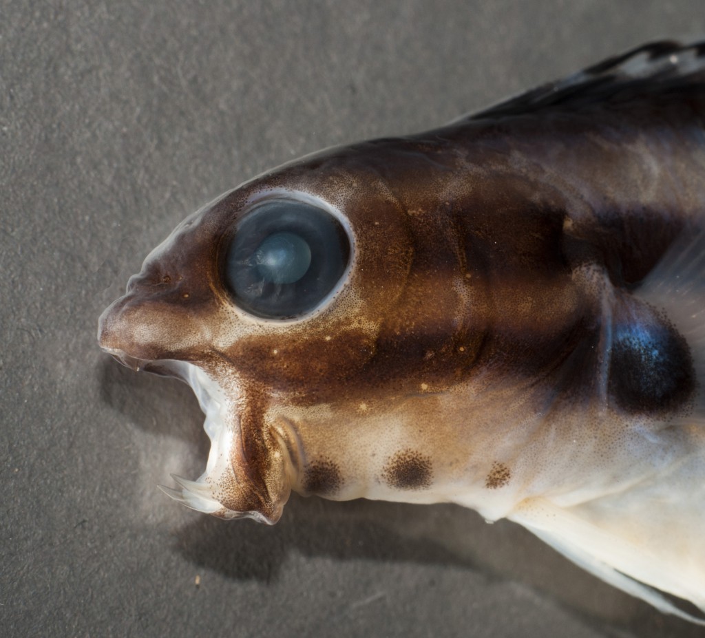 Meiacanthus grammistes, another species of venomous fang blenny. Image by Anthony O'Toole