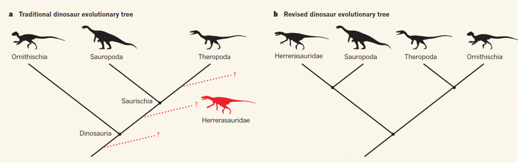 The dinosaur family tree, before and after new research results published today in Nature. The revision upsets one of the longest-held notions about how species can be classified. (Credit Nature)