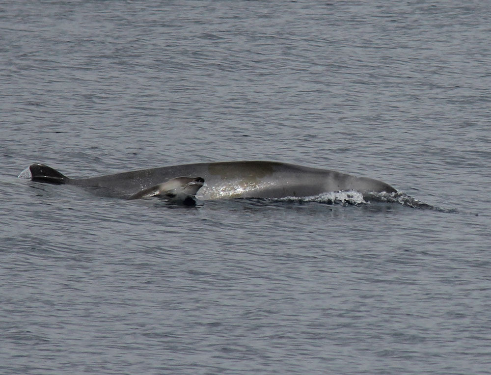calf-trues-beaked-whale