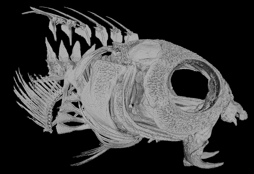 Lateral view of micro-CT scans of M. grammistes showing its enlarged, venom-delivering fangs. Image from Casewell et al 2017.