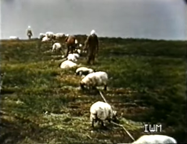 Sheep began dying from inhalational anthrax within three days of exposure. In this still from declassified footage, a line of tethered sheep can be seen with a few carcasses. Click for source.