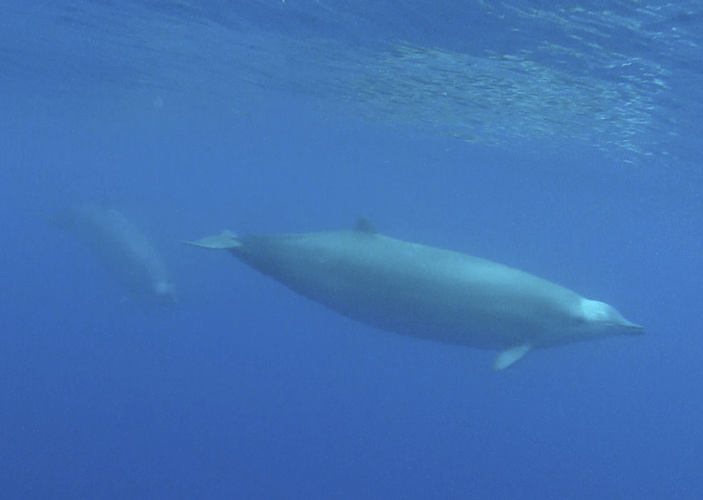 Elusive Beaked Whales Filmed Swimming Underwater for the First Time