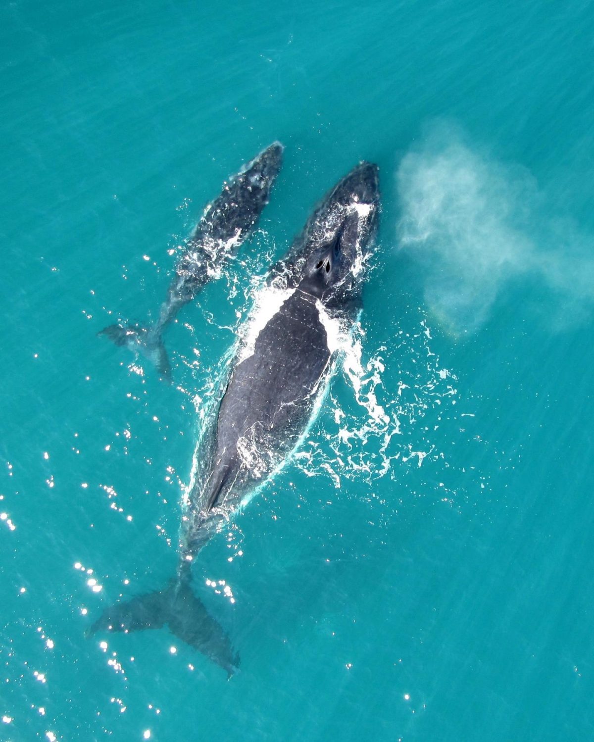 Listen to Baby Humpback Whales Whisper to Their Mothers