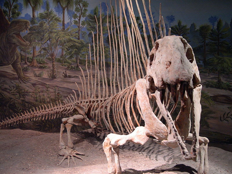 Long-dead Dimetrodon, which slipped the surly bonds of Earth well before Olson's Extinction but remains the most recognizable species of the Early Permian...not the Age of Dinosaurs. (Credit Dylan Kereluk/Wikimedia Commons)