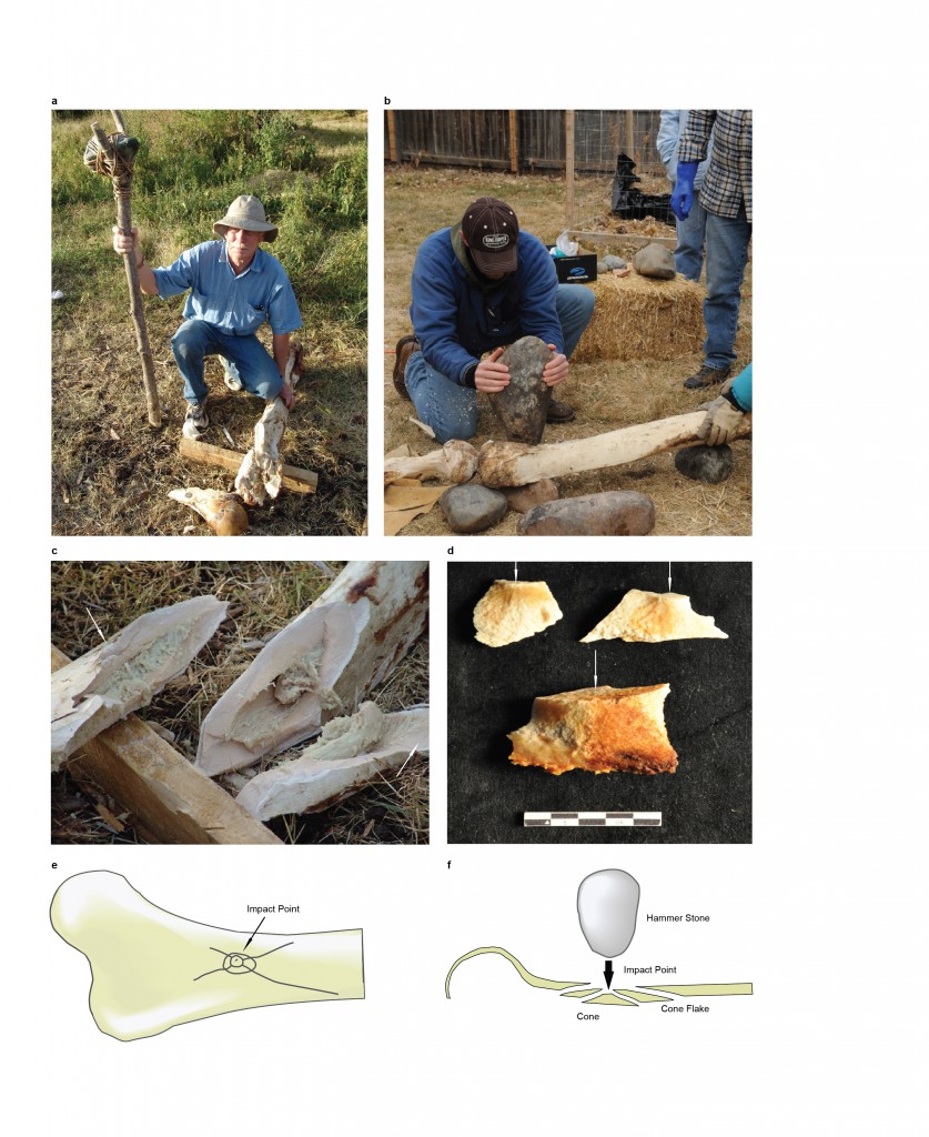 Research published today in Nature included not only descriptions of the bones and artifacts associated with the potential butchering site, but also multimedia information on how the team replicated the damage on modern elephant bones in Tanzania, using tools they believe the hominins might have had. (Credit Kate Johnson, San Diego Natural History Museum)