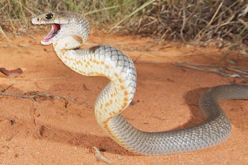 A less-than-happy adult Eastern brown snake (Pseudonaja textilis ). Photo by Stewart Macdonald