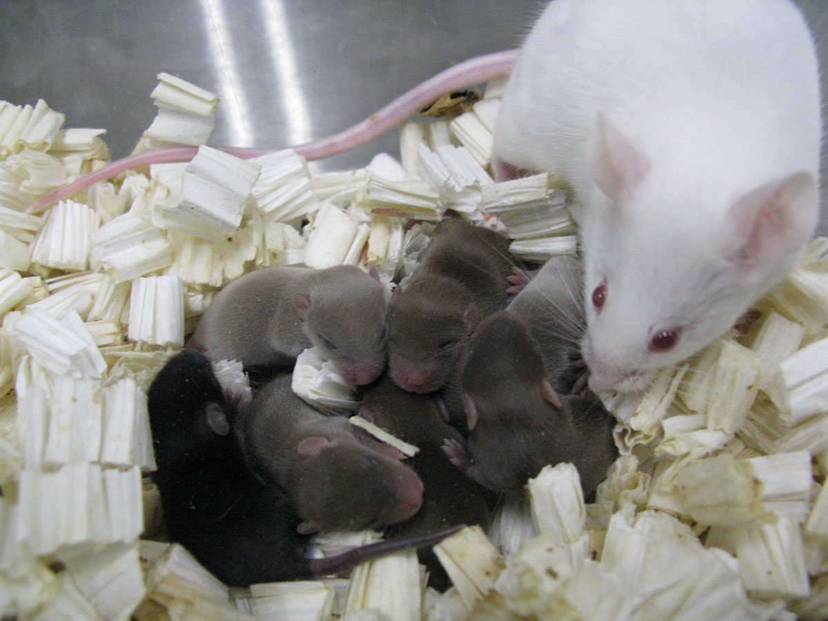 Mice Born from Freeze-dried Space Sperm Are Doing OK