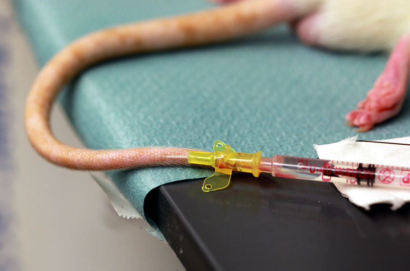 Tail vein injections are one of the most common methods for intravenous injection in mice. Photo by Armin Kübelbeck,Wikimedia Commons