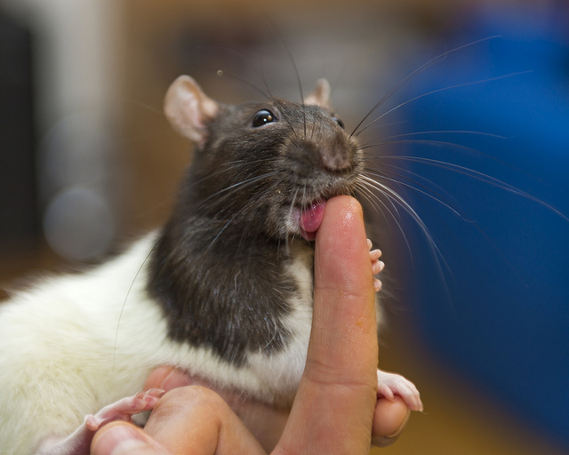 Do rats have orgasms? Do you really want to know?