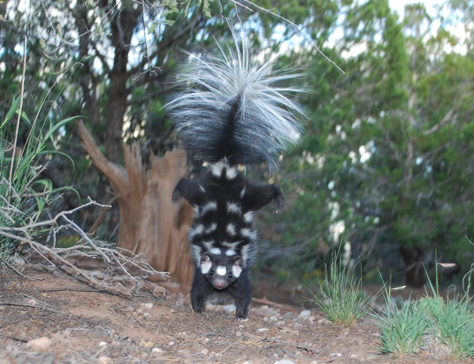 A Brief History of the Hand-standing Skunk