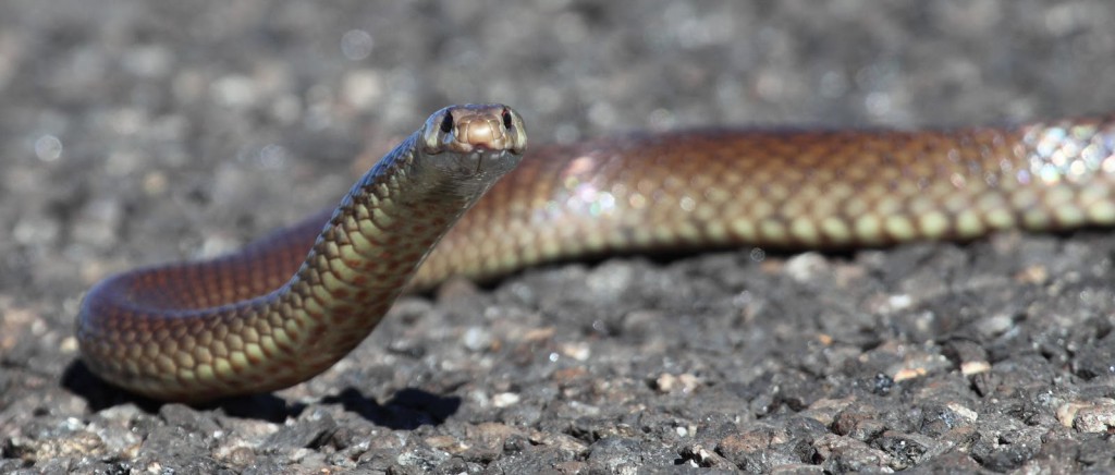 Older, wiser, deadlier: “blood-nuking” effects of Australian brown snake venom acquired with age