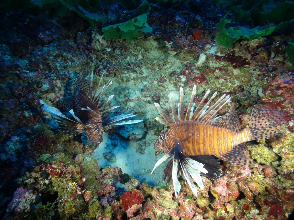 Death From Below: Invasive Lionfish Lurking in Deep Reefs, Sending Hungry Reinforcements to the Shallows