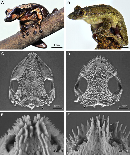The two venomous frogs and their spiny skulls which are likely used to envenomate would-be attackers. Figure 1 from Jared et al. 2015