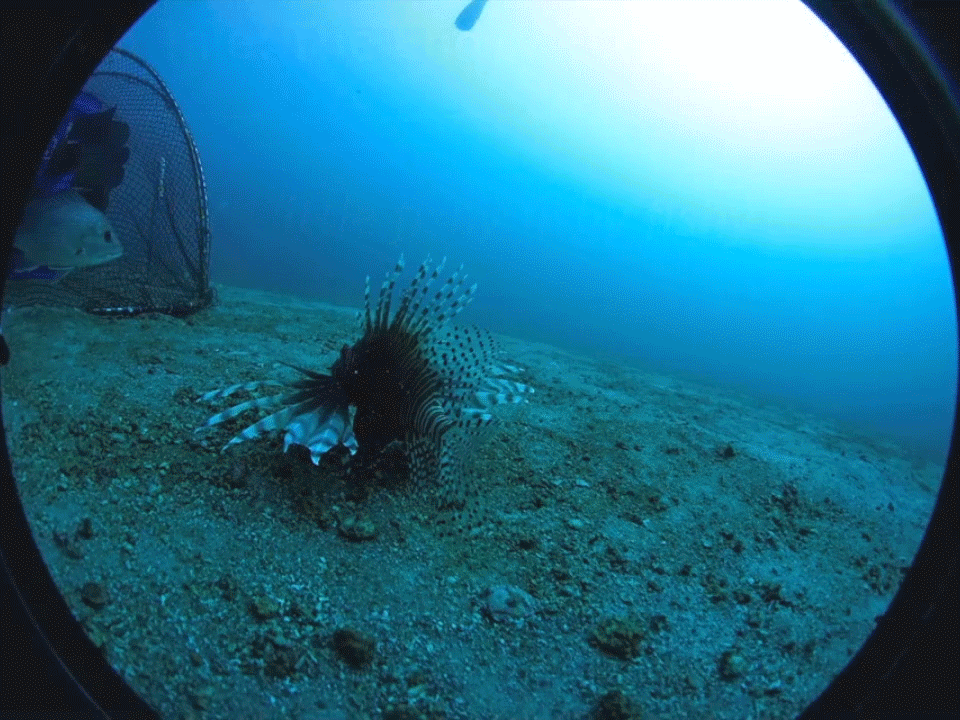 One of NOAA's lionfish traps in action. Gif courtesy of NOAA