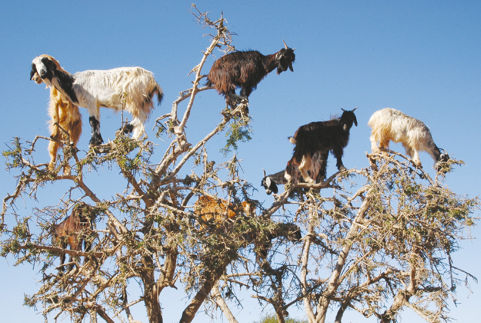 Tree-Climbing Goats Keep the 'Desert Gold' Growing