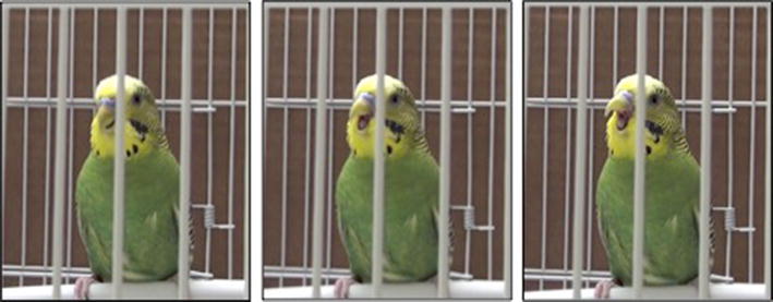 Flashback Friday: Study finds that parakeet yawning is contagious. And super cute.