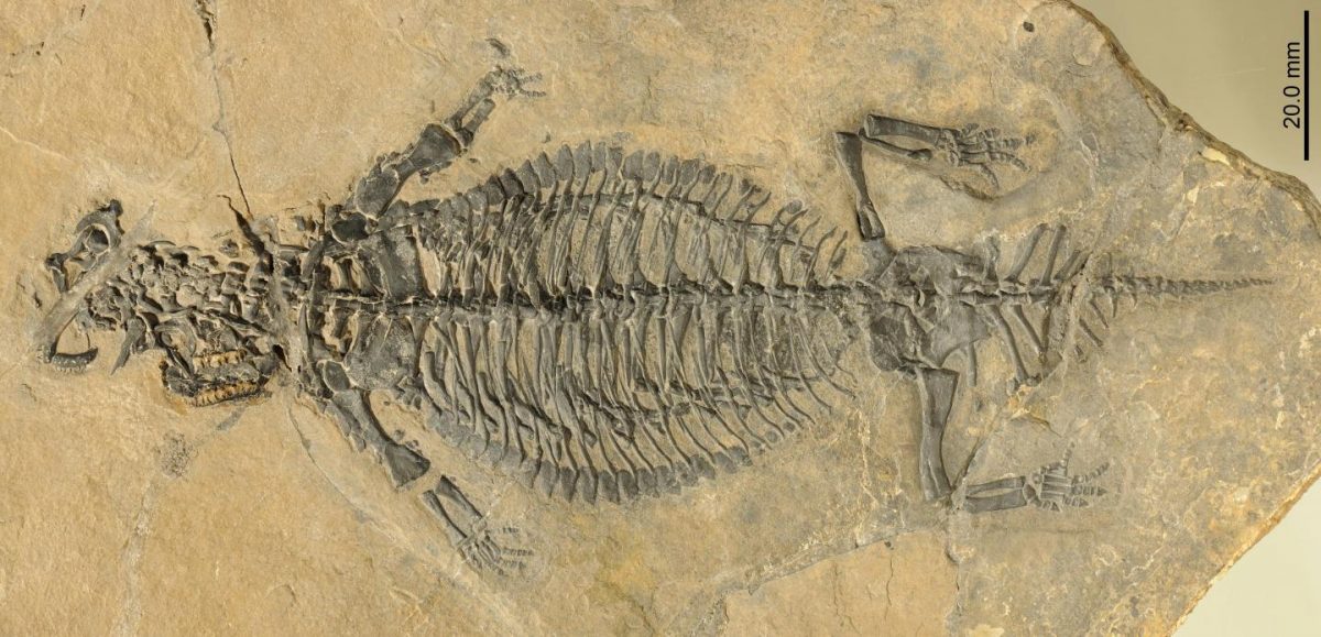 Nearly Perfectly Preserved Fossil Puts This Reptile Back on Land