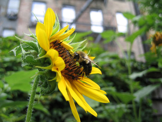 Cities Are Bad for Bumblebees—Except Detroit