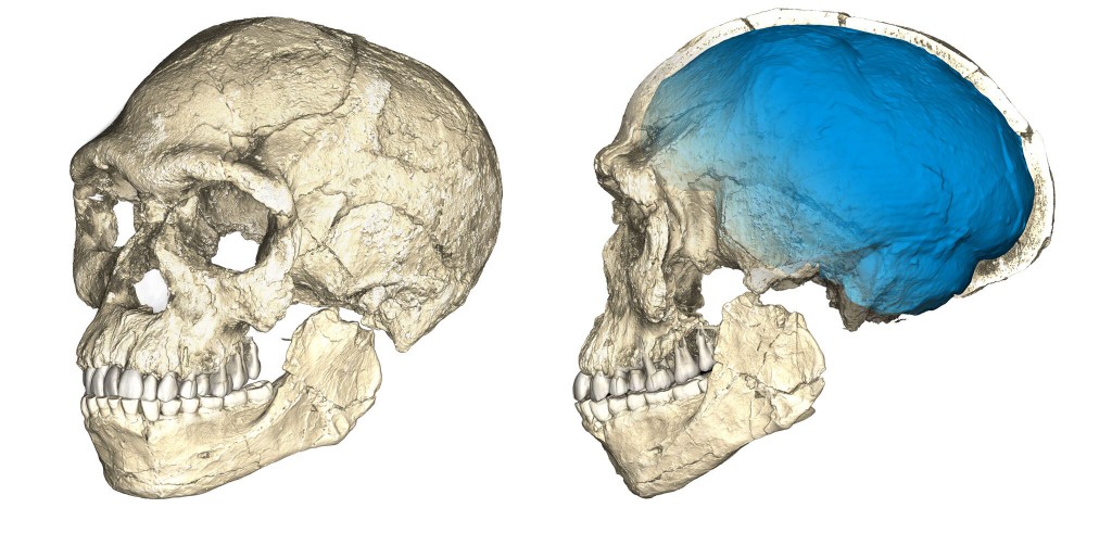 Despite the modern facial structure of the 300,000-year-old Jebel Irhoud hominin, the braincase (in blue) was more primitive, suggesting that the shape of the brain, and possibly cognitive ability, continued to evolve in Homo sapiens after the species was established. (Credit Philipp Gunz, MPI EVA Leipzig)