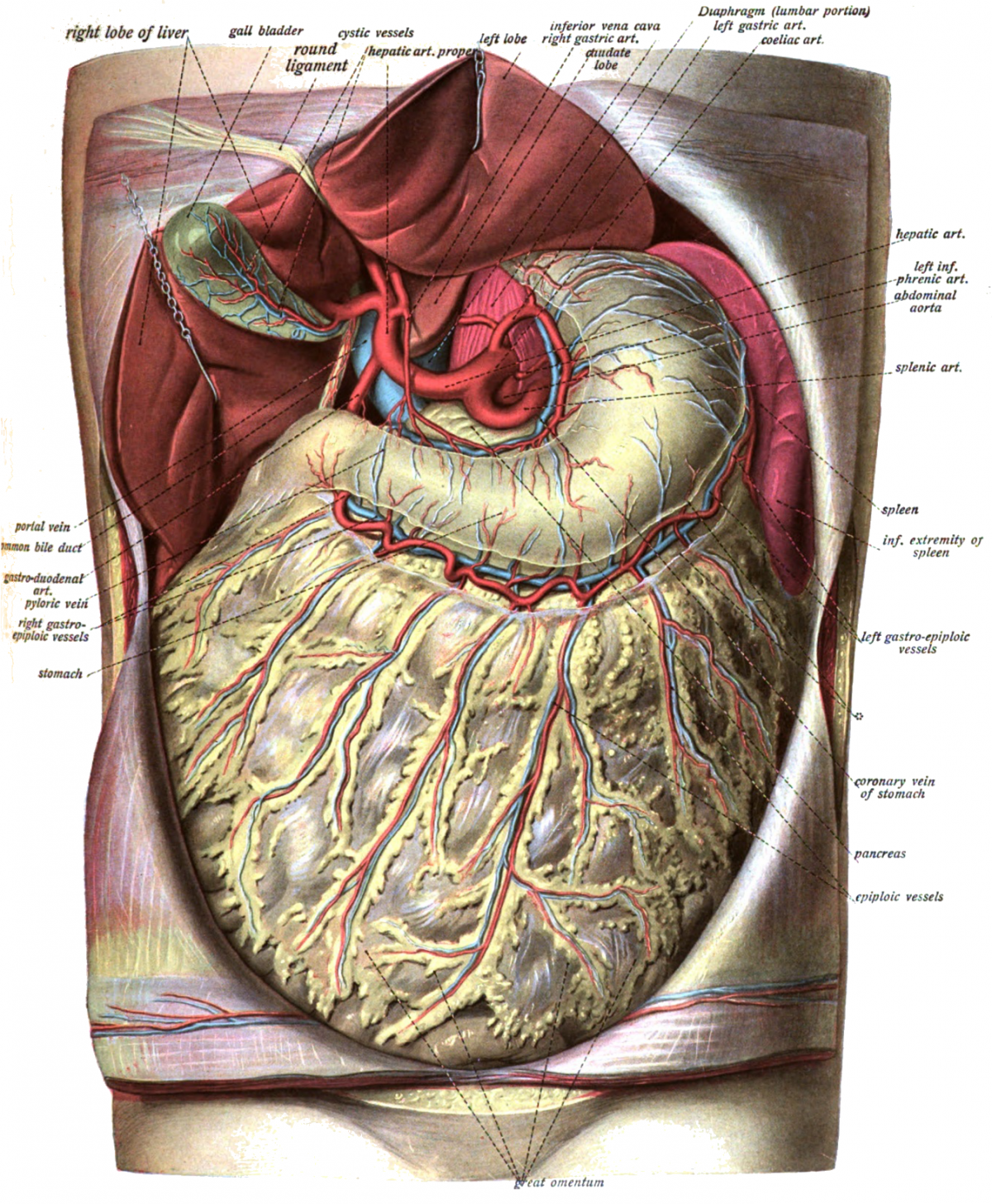 The Omentum: A Curtain of Tissue That Keeps Our Guts Working