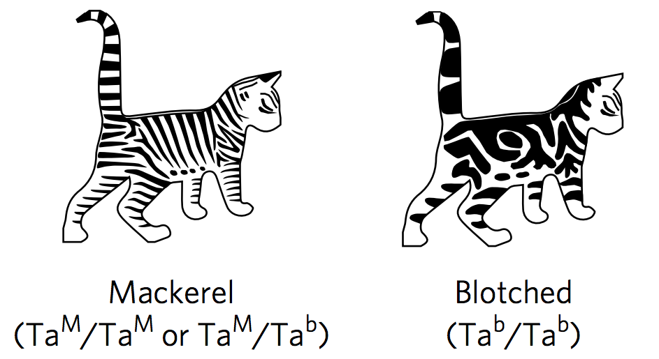 A single mutation on the Taqpep gene causes a blotched coat pattern, common in house cats but rare in the wild, where the striped, or mackerel, pattern, is typical. (Credit Ottoni et al 2017)