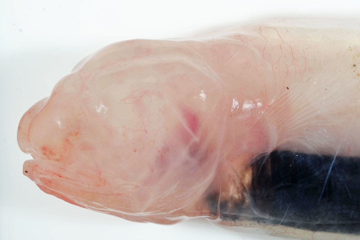 Cusk eel. (Credit: CSIRO Australian National Fish Collection)