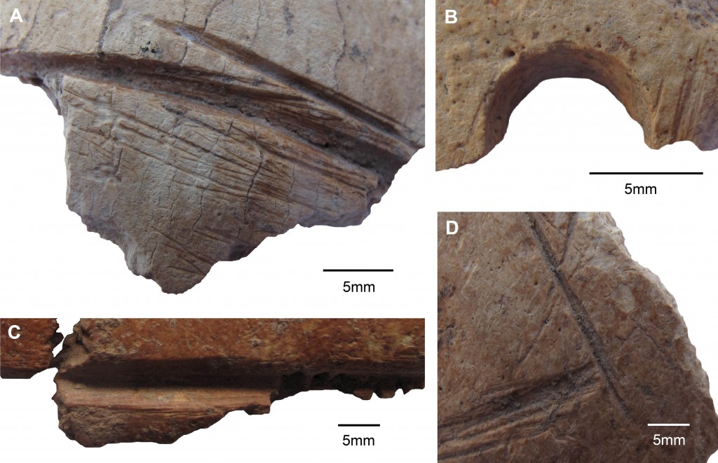 Pieces of bone belonging to three skulls found at a Neolithic site in Turkey show signs of intentional carving: Deep grooves (A) and a drilled hole (B) are apparent on Skull 1 fragments; similar marks can be seen on Skull 2 (C) and Skull 3 (D). (Credit Julia Gresky, DAI)