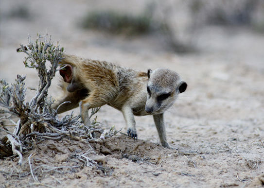 Meerkats Can Thank Bacteria for Their Signature Butt Scents