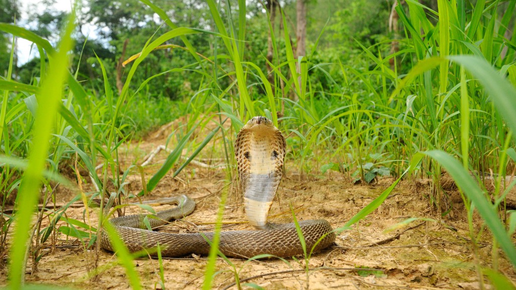 Spit Take: Surprise! Indian Monocled Cobras Can Spit Venom
