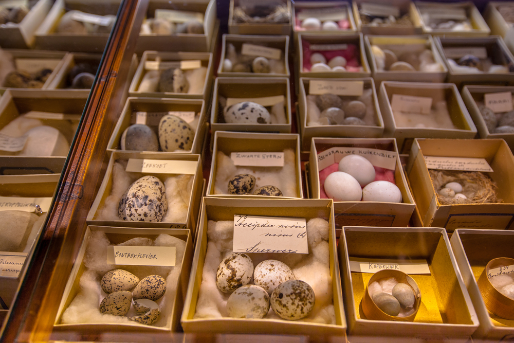 Why Do Bird Eggs Come in So Many Shapes?
