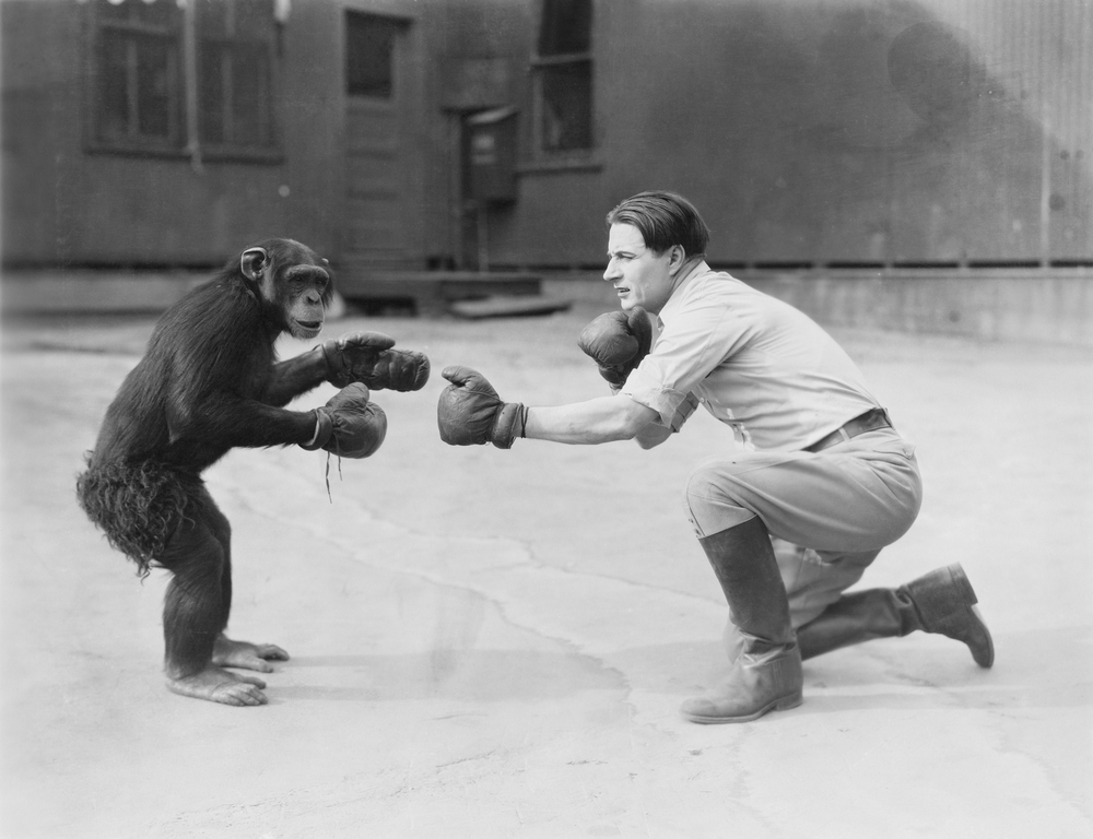 Why It's Never Wise to Get Into the Ring With a Chimpanzee